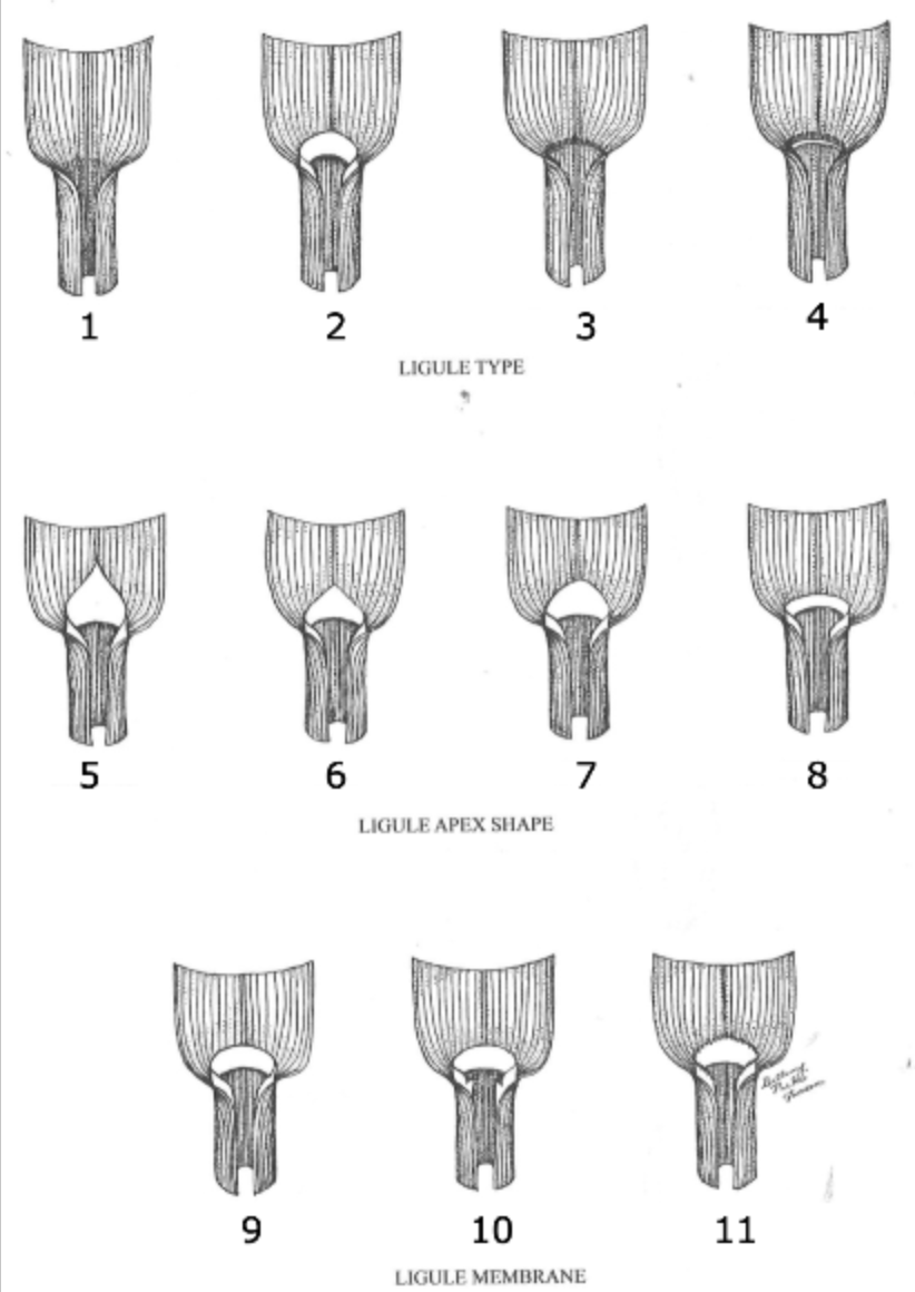 <p>what type of ligule membrane is 10?</p>