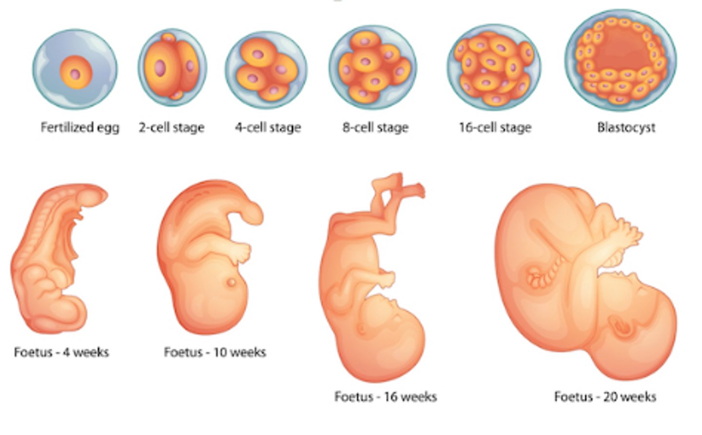 <p>Means to change into an adult form (mature)</p>