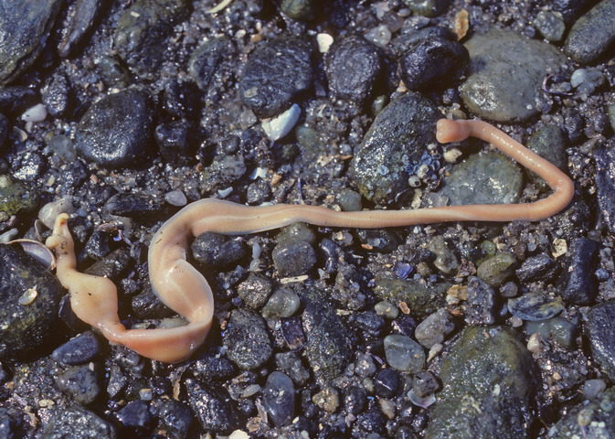 <p>Also known as ribbon worms&nbsp;</p><p>bottom dwellers</p><p></p>