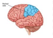 <p><span>Processes sensory information like touch, temperature, and spatial awareness.</span></p>