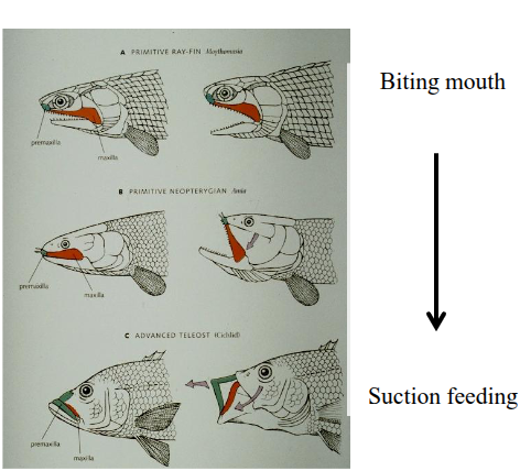 <p>• The maxilla or upper jaw was<br>a key development in the<br>evolution of fishes.<br>• Increasingly flexible maxilla &<br>premaxilla<br>• Increased gape<br>• Improved suction feeding &<br>ventilation</p>