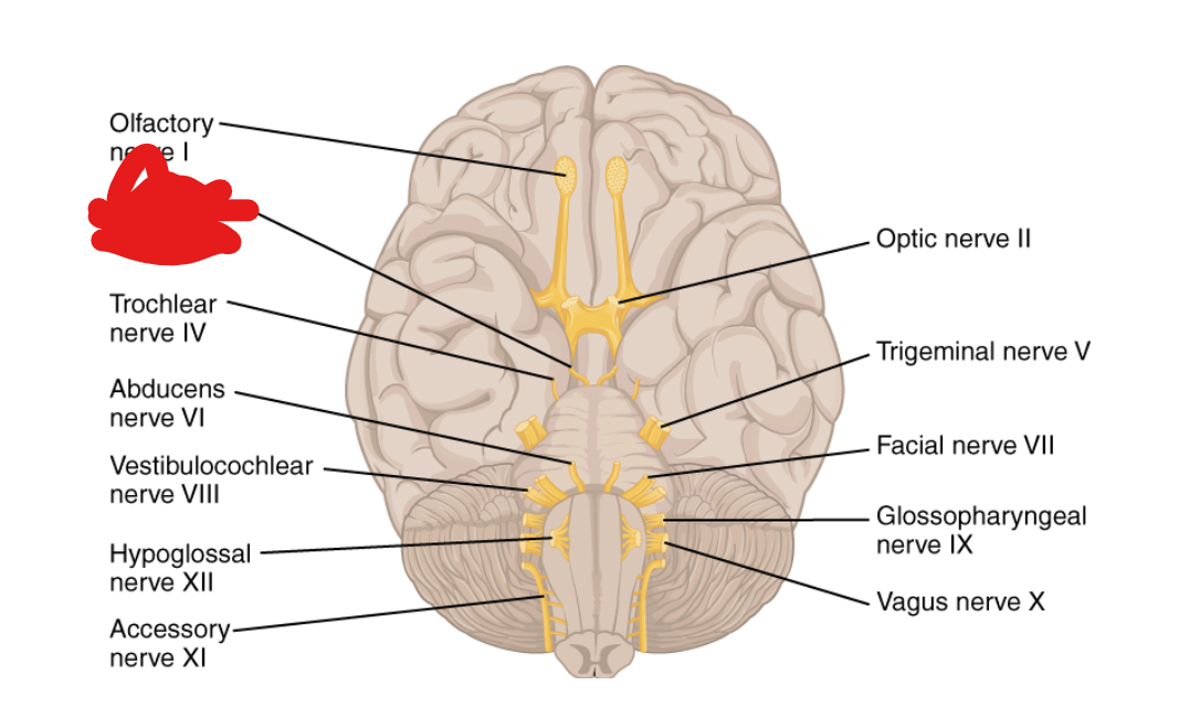 <p>What Cranial Nerve Is this?</p>