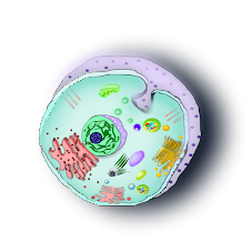 <p><span style="font-family: docs-Roboto, Helvetica, Arial, sans-serif">Looking at the image below, classify the cell as Prokaryote, Eukaryote (animal) or Eukaryote (plant)&nbsp;</span></p>