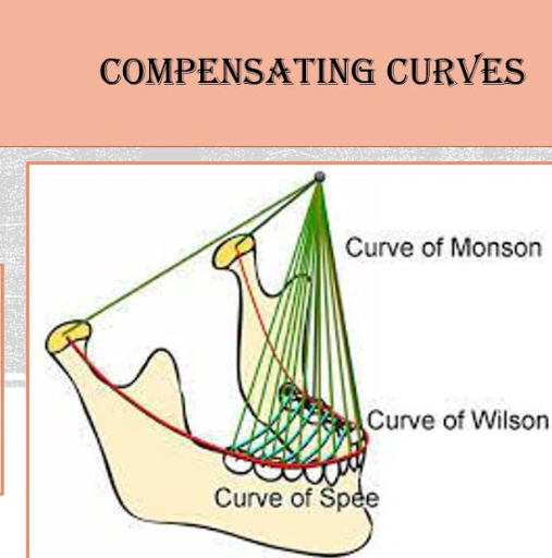 <ul><li><p>each cusp and incisal edge conforms to a segment of an 8-inch diameter sphere, centred around region of glabella (in between eyebrows)</p></li><li><p>Crucial for balanced occlusion, aid in lateral and protrusive mandibular excursive movements</p></li></ul><p></p>