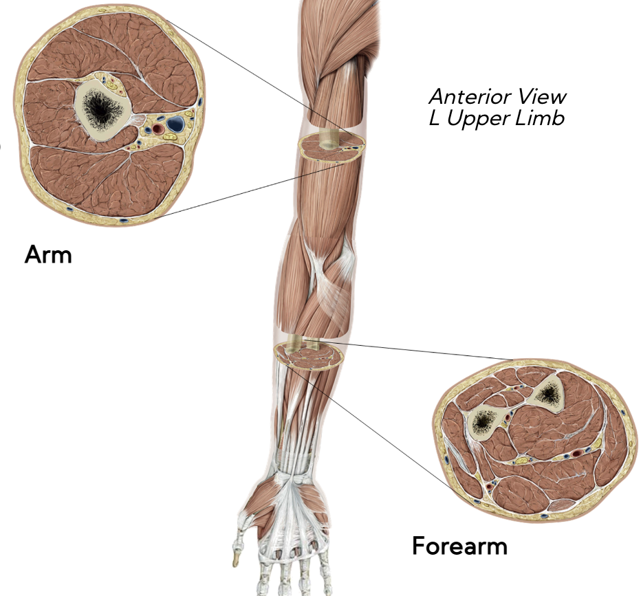 Muscles on the front of the arm: flexion

Muscles on the back: extension

meaning:

* flexors → anterior 
* extensors → posterior 