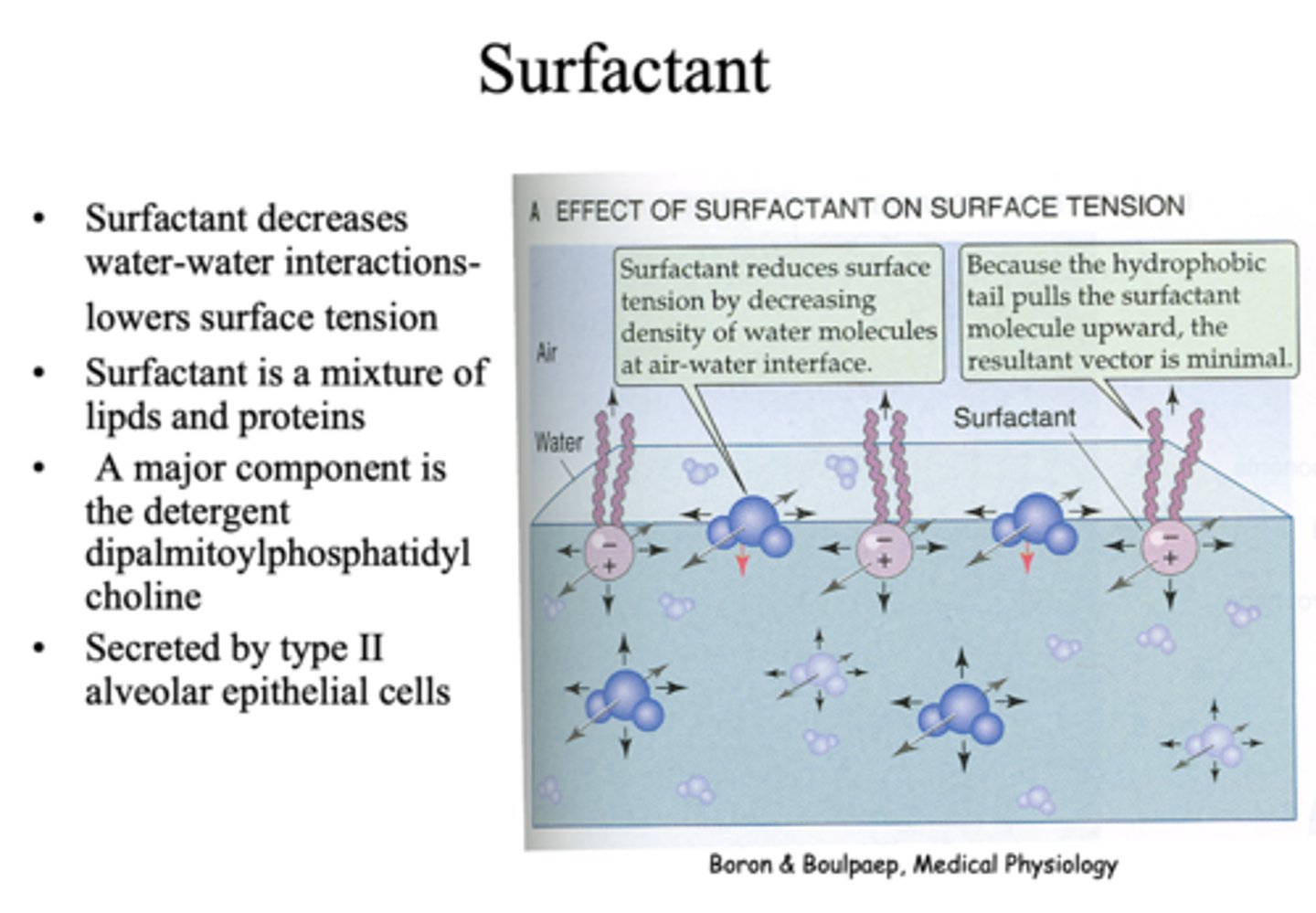 <p>surfactant</p>