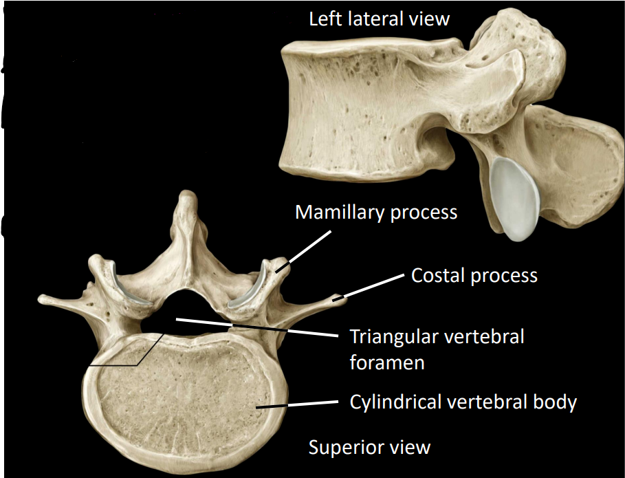 <ul><li><p>large, cylindrical body</p></li><li><p>small, triangular spinal foramen</p></li><li><p>costal (transverse) process</p></li><li><p>mamillary process</p></li><li><p>thick, short spinous process</p></li></ul><p></p>