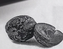 <p>plum</p>