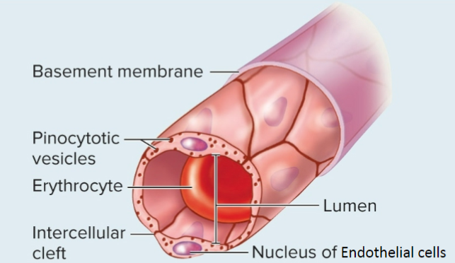 <p>-least permeable, less gaps</p><p>-endothelial cells form a continuous lining</p><p>-connected by tight junctions</p><p>-<u>intercellular clefts </u>= spaces along the wall where molecules can pass</p><p>-<strong>smaller molecules (glucose and gas) </strong>can pass thru walls</p><p>-ex. lungs</p>