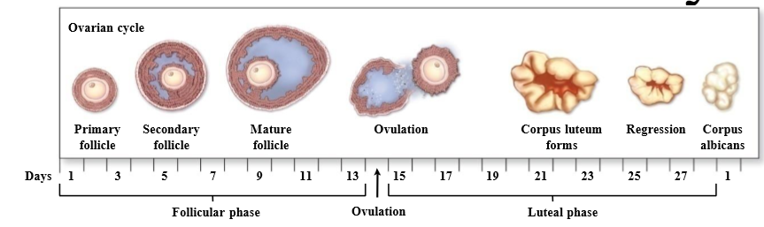 <p>follicular phase and luteal phase</p>