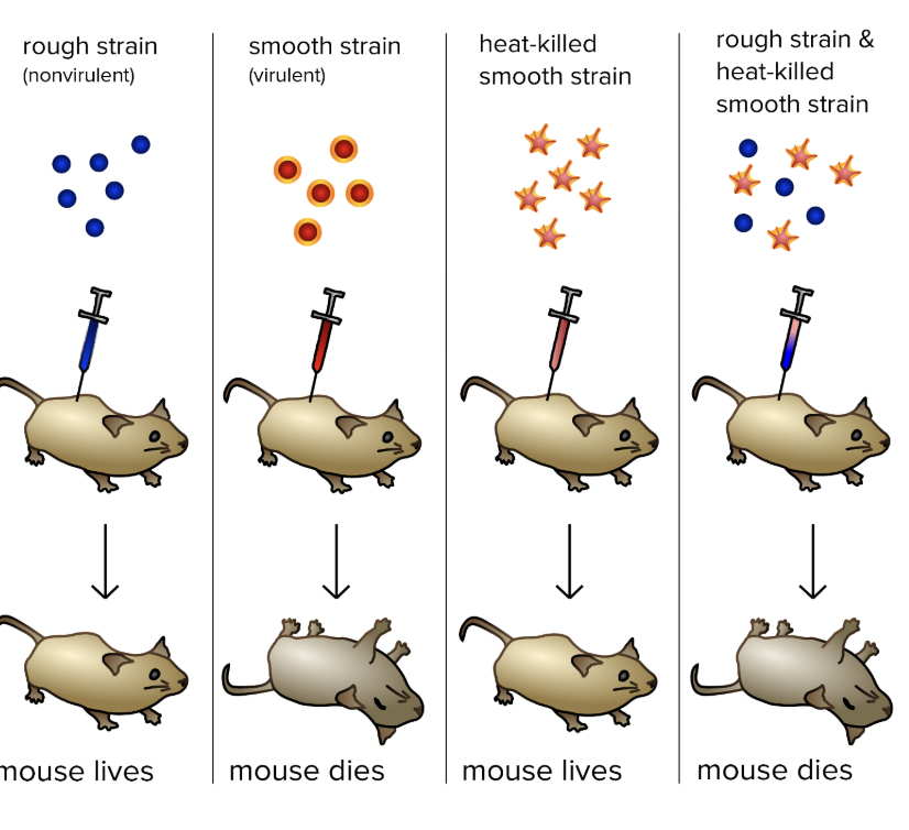 <ul><li><p><span style="background-color: transparent; font-family: "Proxima Nova", sans-serif;"><span>Harmless live bacteria mixed with heat-killed infectious bacteria caused diseases in mice</span></span></p></li><li><p><span style="background-color: transparent; font-family: "Proxima Nova", sans-serif;"><span>Substance passed from dead bacteria to live bacteria - “transforming factor”</span></span></p></li></ul><p></p>