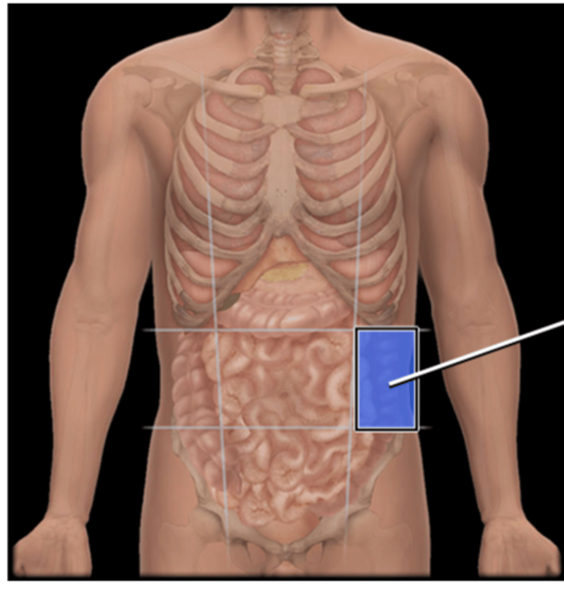 knowt flashcard image