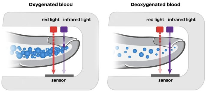<p>Red/infrared light absorption determine oxygenated (O2Hb) vs deoxygenated (HHb) hemoglobin</p><ul><li><p>O2Hb: Absorb infrared, red pass through</p></li><li><p>HHb: Absorb red, infrared pass through</p></li></ul><p></p>