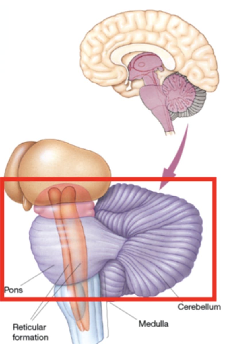 <p>"Bridge"</p><p>bulge-like, contains theReticular formation (also part of the medulla and mesencephalon) - collection of nuclei withvariety of functions</p>