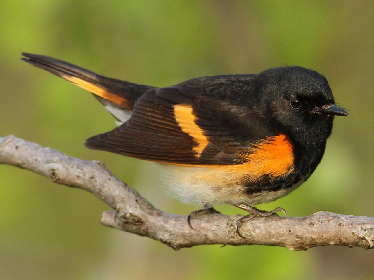 <p>Male black with orange patches; female gray-olive with yellow flashes; flits spreading tail.</p>