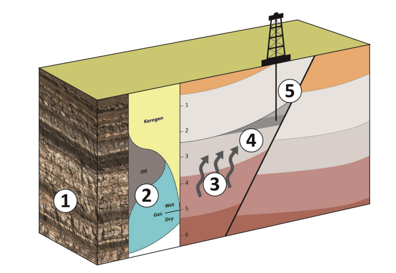 <p>What’s included in the petroleum system </p>