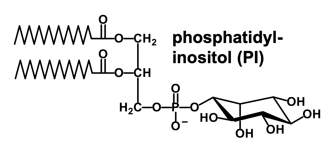 <p>It is an inositol connected to the phosphate group of phosphatidate</p>