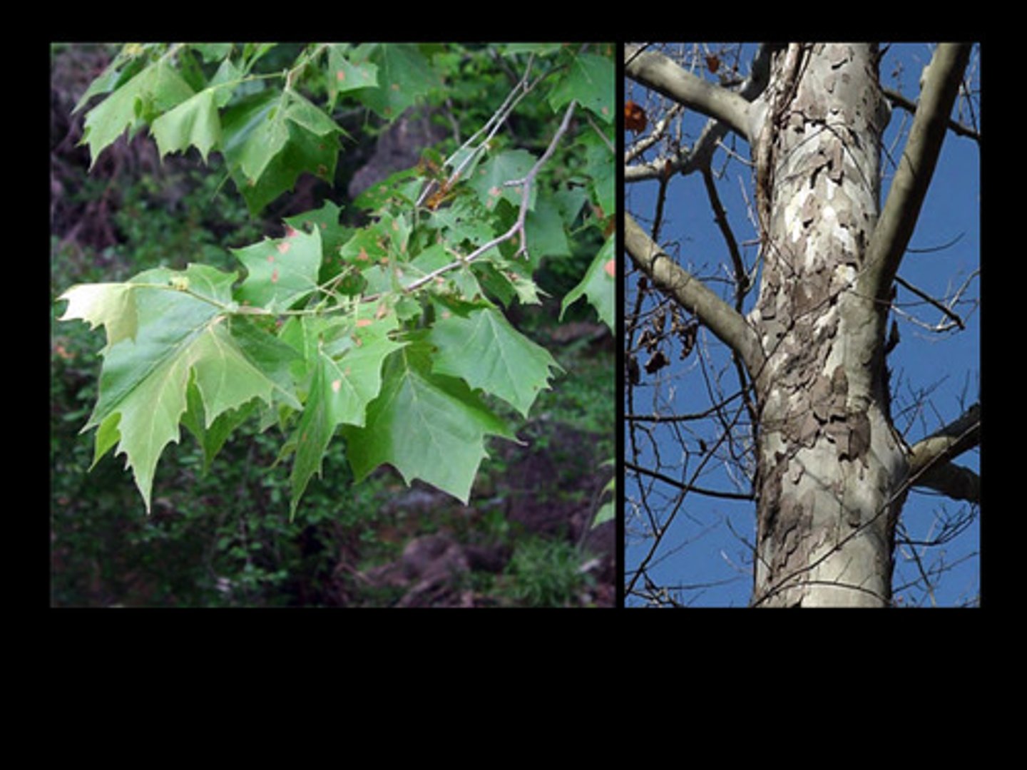 <p>Platanus occidentalis<br>Platanaceae</p>