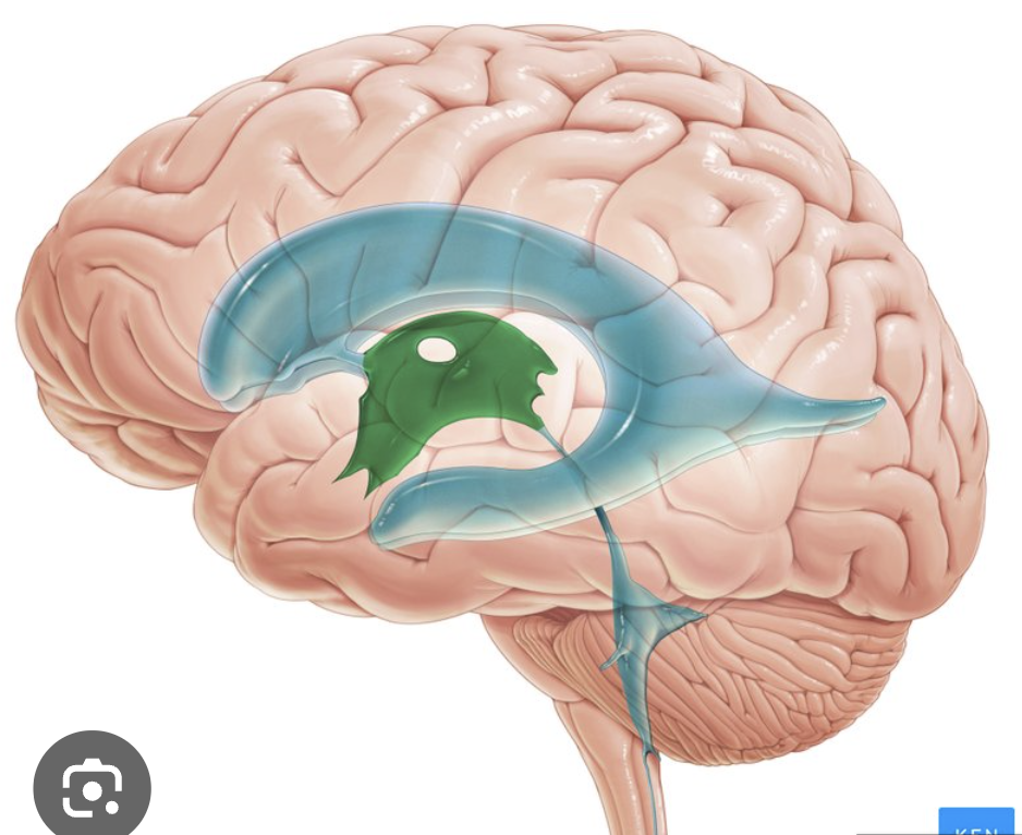 <p>fluid-filled cavity; continuous with cerebral aqueduct and lateral ventricles</p>