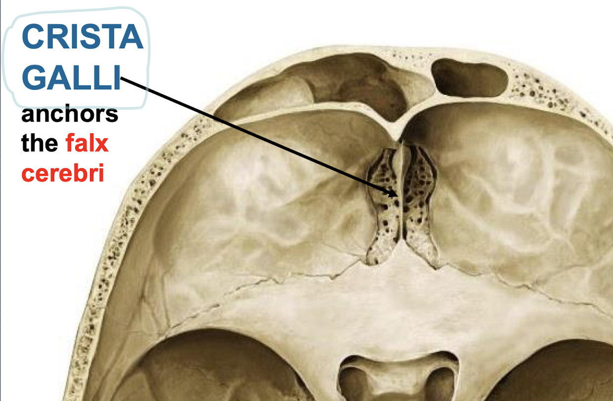 <p>Crista galli, an element of ethmoid</p>