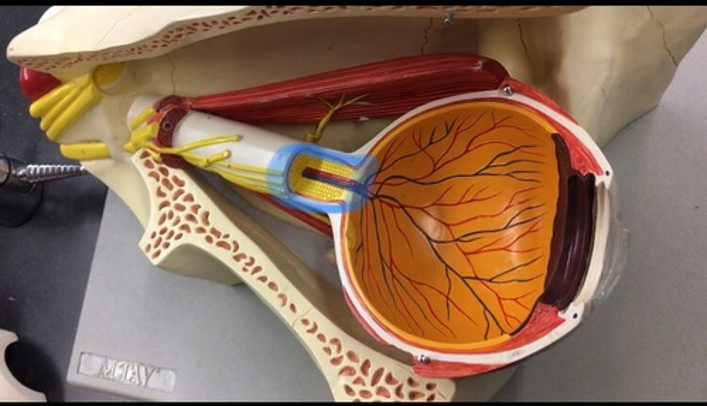 <p>also known as cranial nerve II, is a paired nerve that transmits visual information from the retina to the brain. In the back, looks like corn.</p>