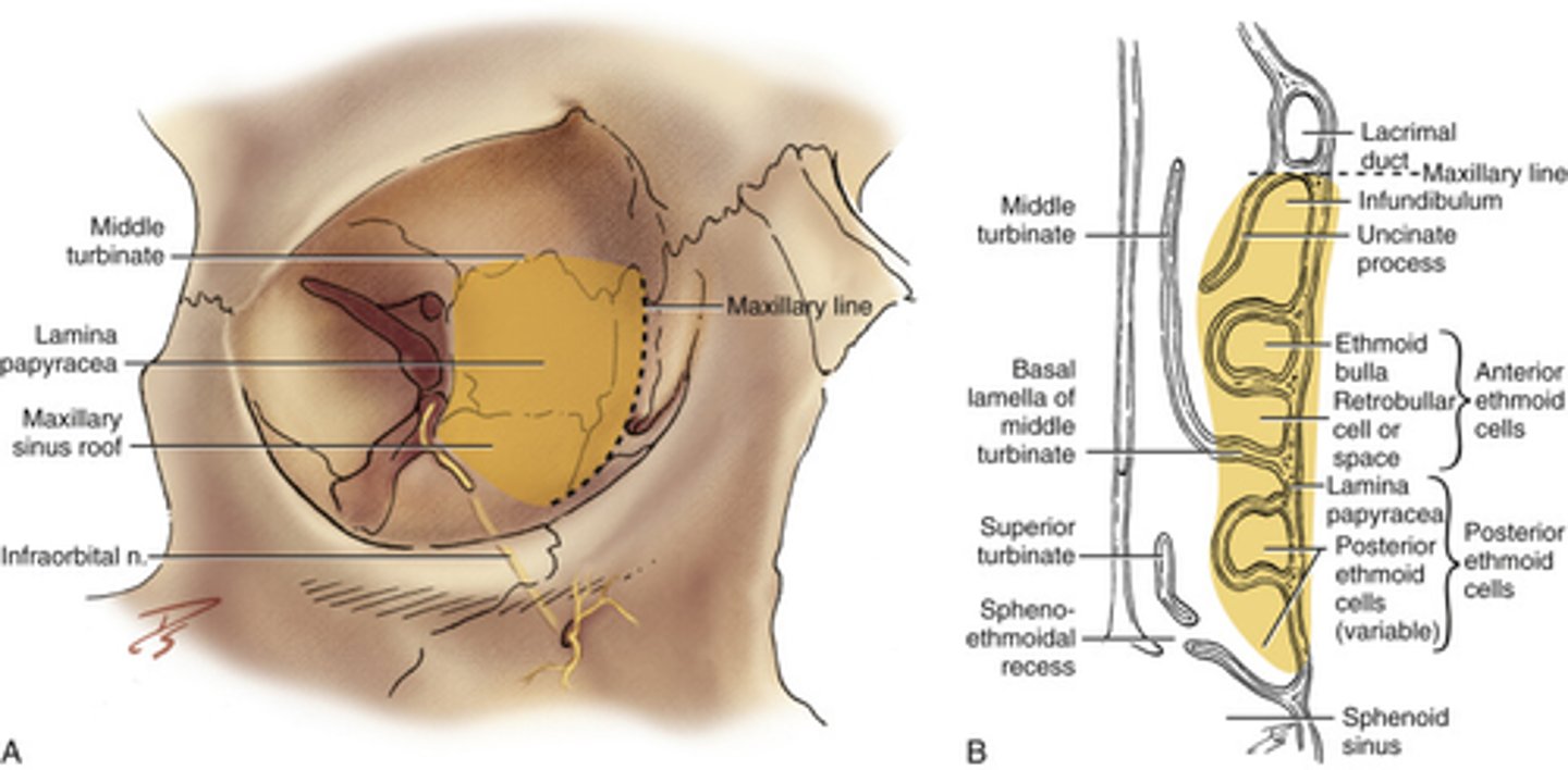 <p>Thin plate of bone in the eye socket.</p>