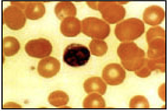 <p>transports oxygen, carbon dioxide, and nutrients around the body’ immune response</p>