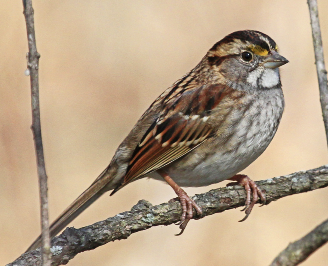 <p>What is this bird?</p>