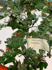 Crataegus rhipidophylla
