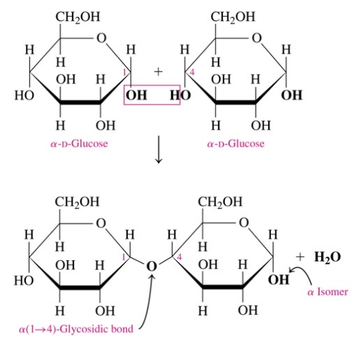 \-glucose+glucose = maltose 

\-a-1,4 glycosidic bond

\-glucose_galatose = lactose 

\-B-1,4 glycosidic bond 

\-glucose+fructose = sucrose

\-a,B- 1,2 glycosidic bonds 