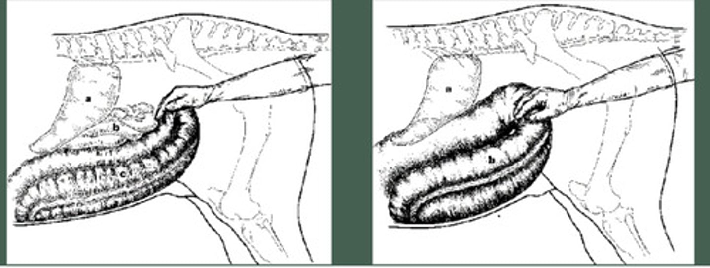 <p>TWO PART QUESTION: What is being palpated in this picture, and if the horse had a hoof abscess and is stabled in straw, what is the most likely problem in picture B?</p>