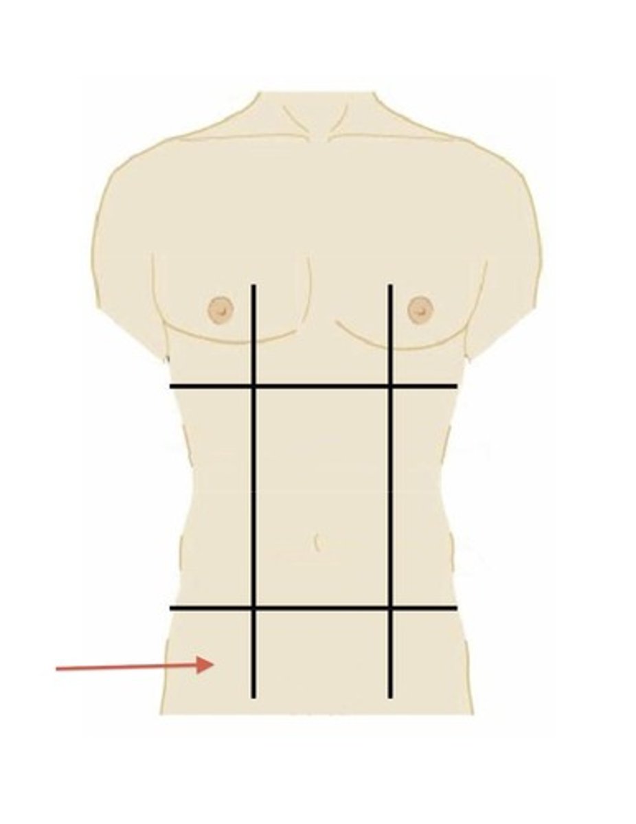 <p>lower right region</p>