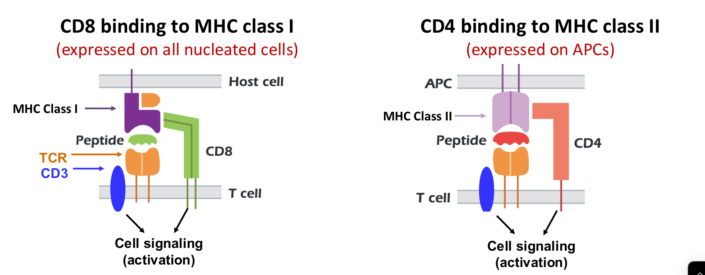 <p>co-receptors </p><p>stabilize</p><p>enhance</p><p>*do not bind antigen but bind to constant part of MHC </p>
