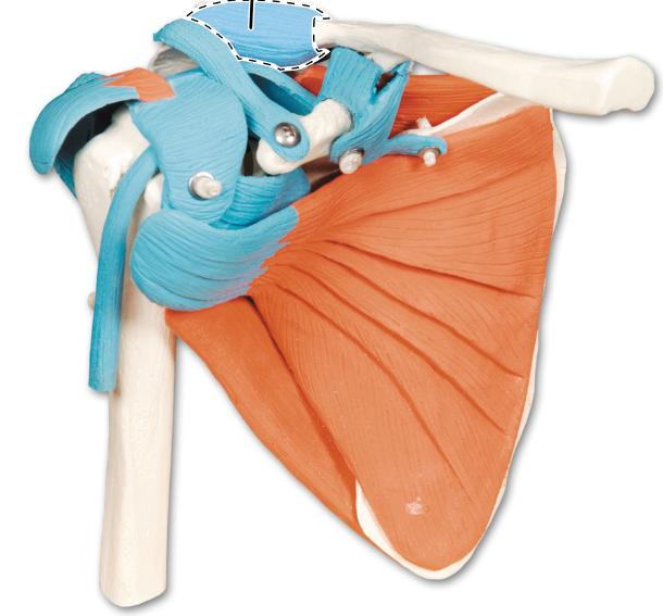 <p>What ligament is highlighted here?</p>