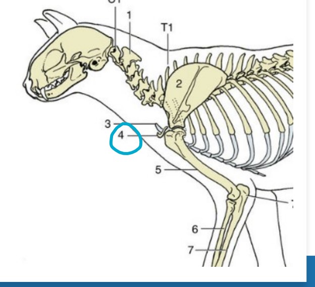 * In species where it is functional, it serves to connect the axial skeleton & the forelimbs
* Vestigial (small and non-functional) in cats & dogs
* Nonexistent in horses

*4*