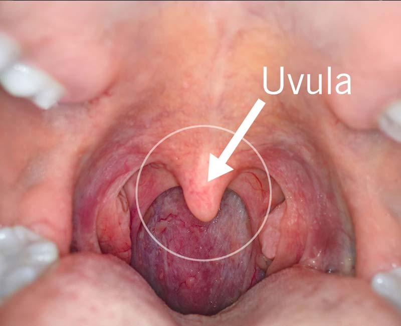 <p>la uvule</p>