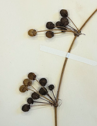 <p>Alismatales</p><p>Alismataceae</p>