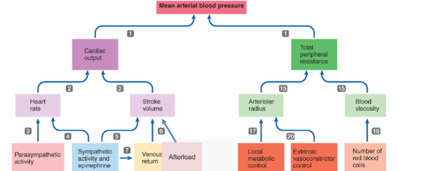 Mean arterial blood pressure (MAP) is determined by **cardiac output (CO)** and **total peripheral resistance (TPR**) 

\
**CO is determined by heart rate and stroke volume** 

→ Heart rate is determined by parasympathetic and sympathetic inputs 

→ Stroke volume is determined by contractility (which is increased by sympathetic stimulation), venous return, and afterload 

→ Venous return is enhanced by the respiratory pump, skeletal muscle pump, sympathetic nervous system, cardiac pressure (moves blood forward in one direction), cardiac suction effect, and blood volume 

\
**TPR is influenced by arteriolar radius and blood viscosity (thickness)**

→ Arteriolar radius is determined by local metabolic control (control blood flow into tissues) and extrinsic vasoconstriction/vasodilation control (control all arteries in system) 

→ Blood viscosity is usually constant and thus can be ignored 