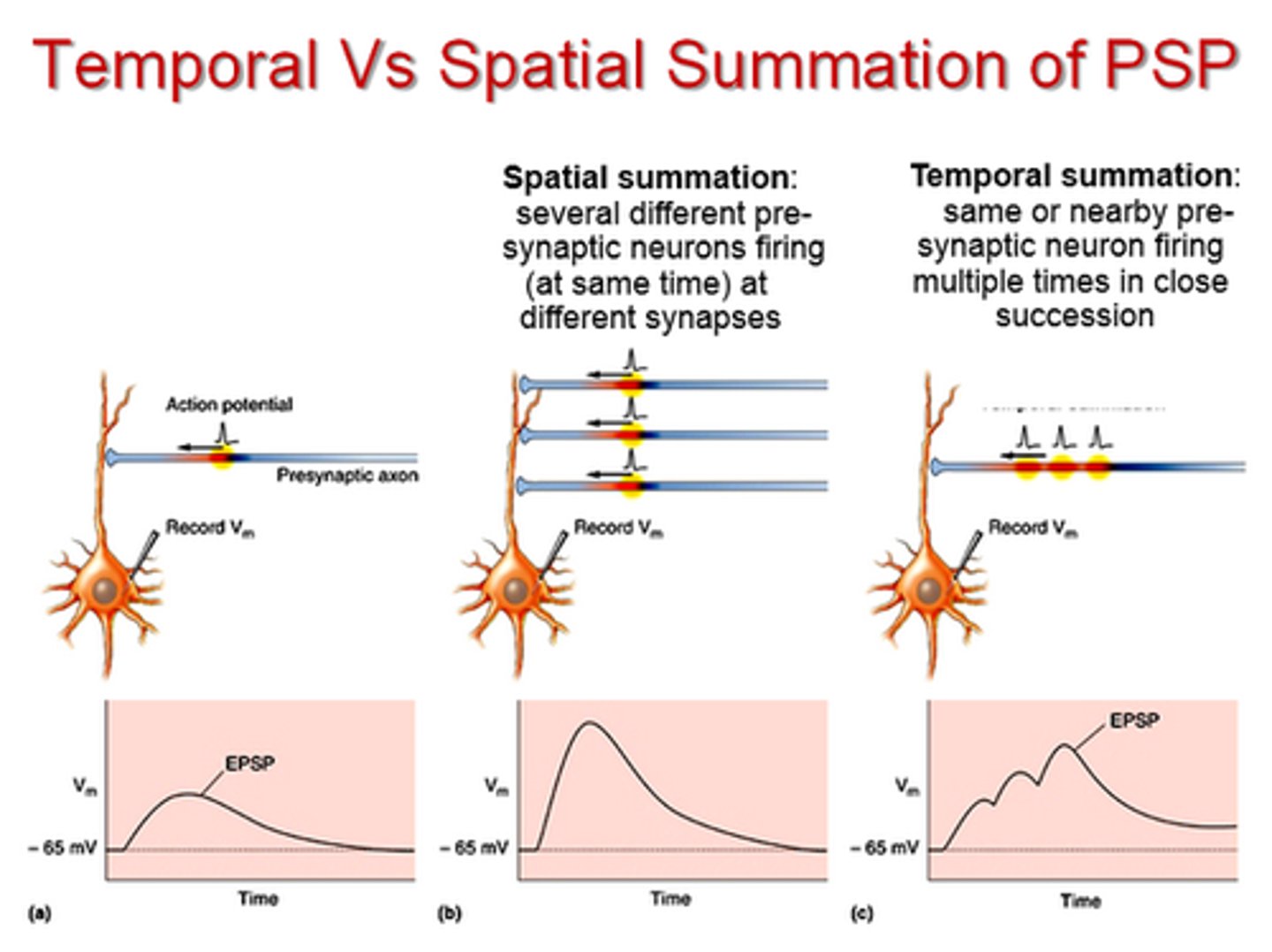 <p>- stimulating the cell repeatedly at the same location</p><p>- If the releases come fast enough that the graded potential from one release has not faded before the next, then the graded potentials might sum to reach threshold</p><p>- effects of neurotransmitters released from a single presynaptic neuron that is having multiple action potentials add together in an action on the postsynaptic neuron</p><p>- timing is critical</p>
