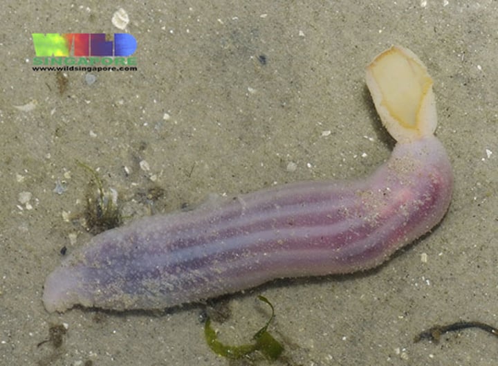 <p>Spoon worms</p>