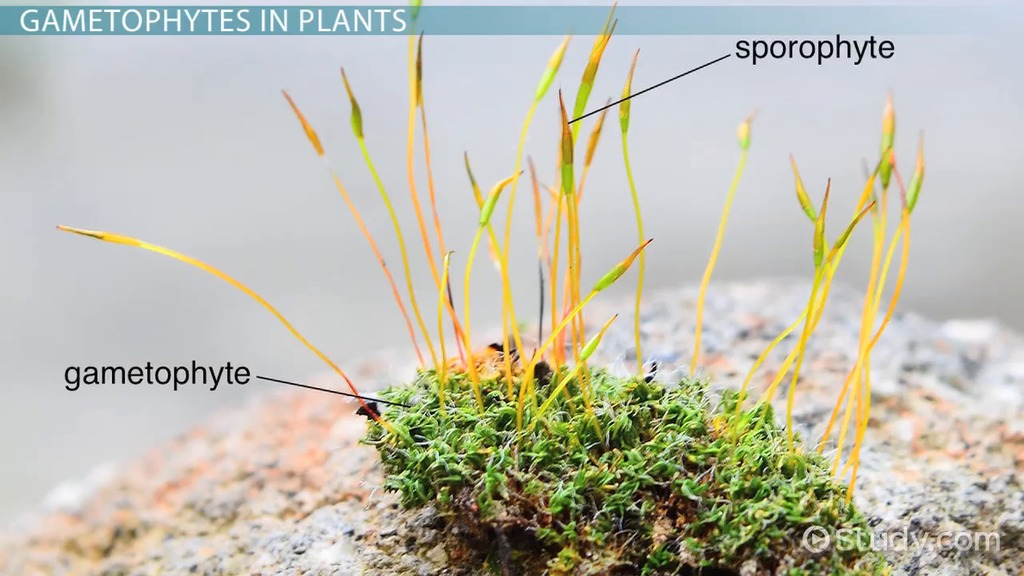 <p>Moss gametophyte: haploid, has antheridia and archegonia, supports sporophyte</p><p>Moss sporophyte: diploid, has foot seta capsule, produces spores with meiosis</p>