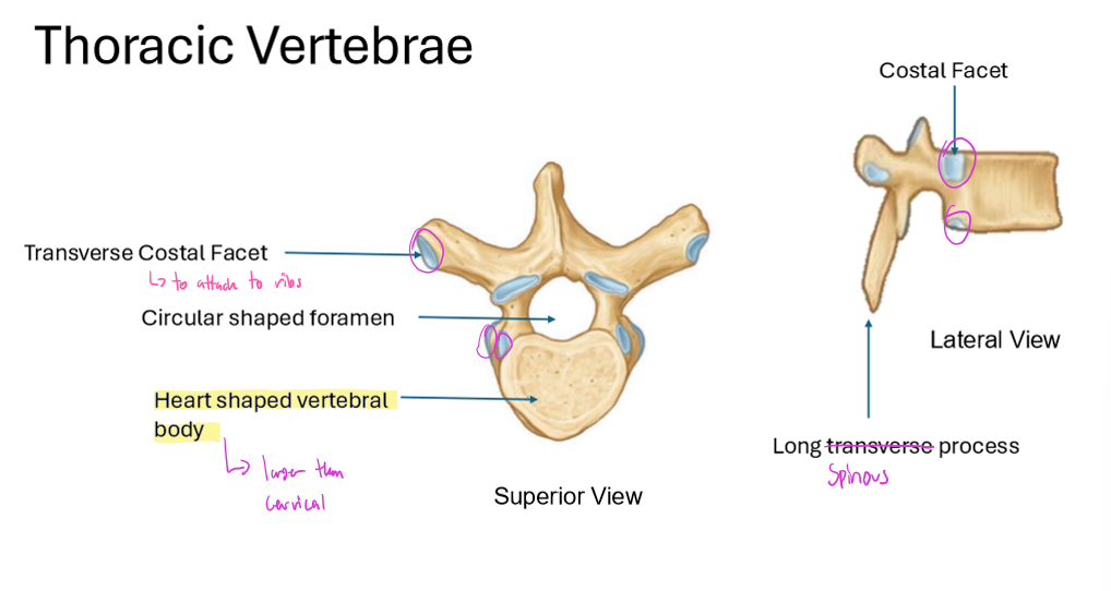 <ul><li><p>has a<strong> transverse costal facet</strong></p><ul><li><p>to attach to ribs</p></li></ul></li><li><p>has a<strong> circular shaped foramen</strong></p><ul><li><p>and a<strong> heart shaped vertebral body</strong></p><ul><li><p><em>larger than cervical</em></p></li></ul></li></ul></li><li><p>Long<strong> Spinous process</strong></p><ul><li><p>has a costal facet</p></li></ul></li></ul><p></p>