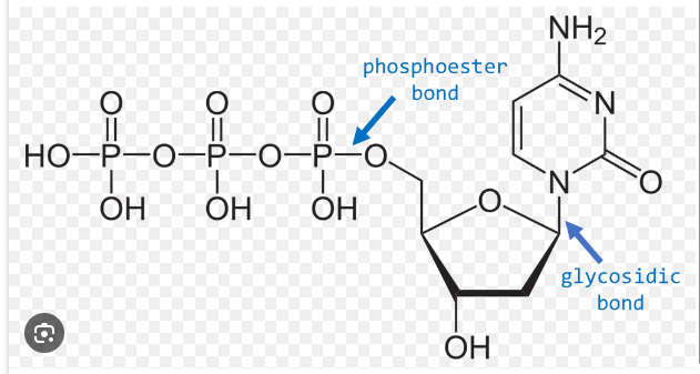 <p>bond between sugar and nitrogenous base</p>
