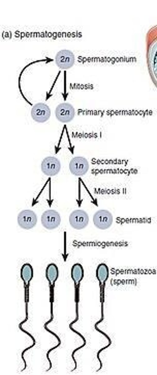 <p>The production of mature spermatozoa from germ cells, occurring in the seminiferous tubules of the testes.</p>