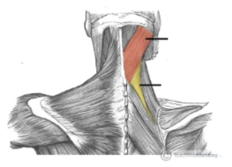 <p>What are the labeled structures? </p>