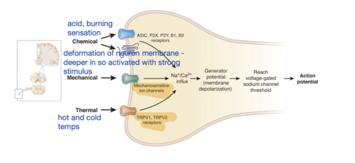 some directly activate nociceptors while others (prostaglandins) sensitize the neuron, making it easier to reach threshold (peripheral sensitization)