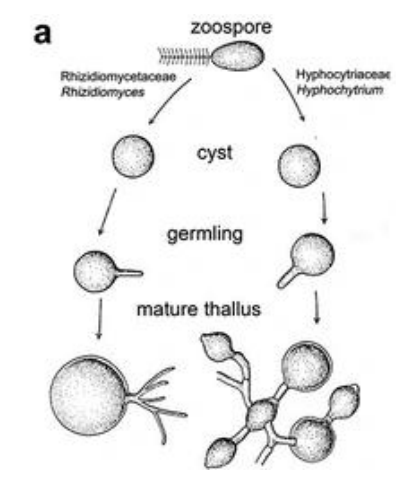 <ul><li><p>Normally</p><ul><li><p>Zoospore &gt; Cyst &gt; Germling &gt; Mature thallus (but not entire cell becomes thallus)</p></li></ul></li><li><p>Hyphochytrids</p><ul><li><p>Zoospore &gt; Cyst &gt; Germling &gt; Whole cell becomes sporangium/thallus</p></li></ul></li></ul><p></p>