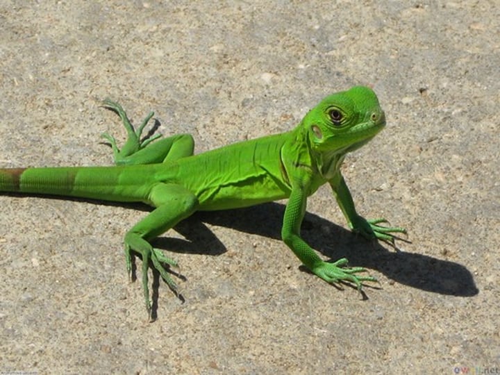 <p>lizard</p>