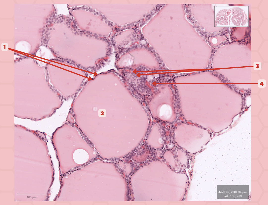 <p>What type of hormone is being secreted by the pointer #1?</p>