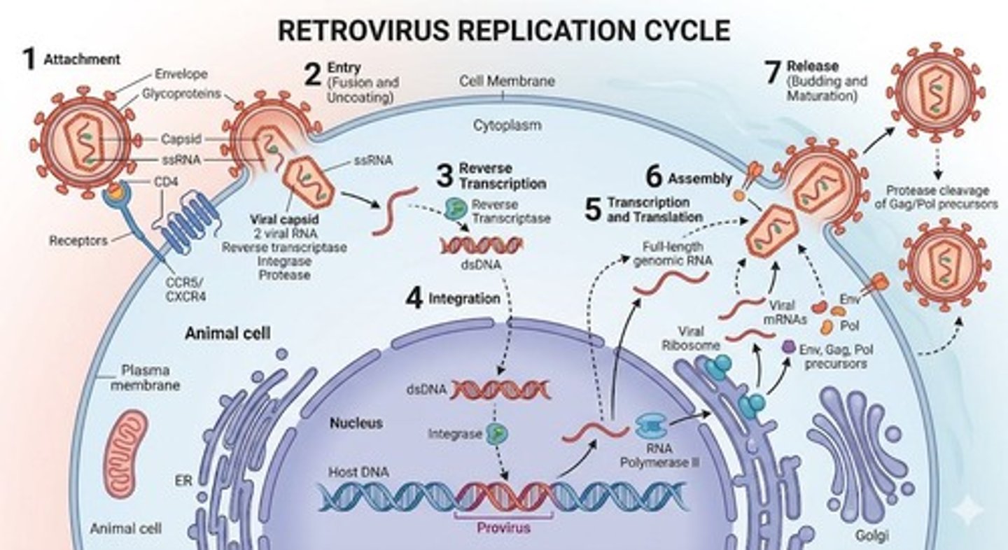 <p>A viral replication cycle where the phage reproduces rapidly, lyses the host cell, and releases new phages, culminating in host cell death.</p>